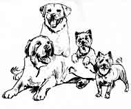 dog portrait sketch